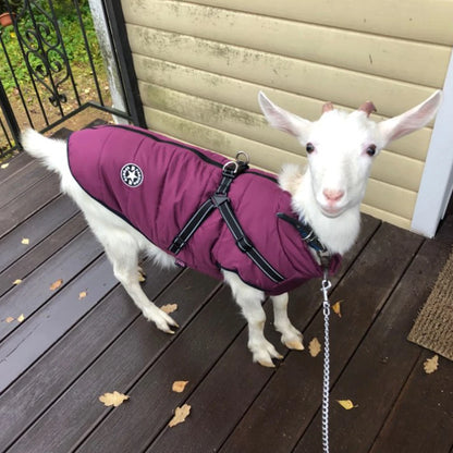 Waterproof Dog Jacket with Harness